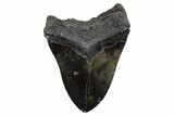 Fossil Megalodon Tooth - Massive River Meg #306312-2